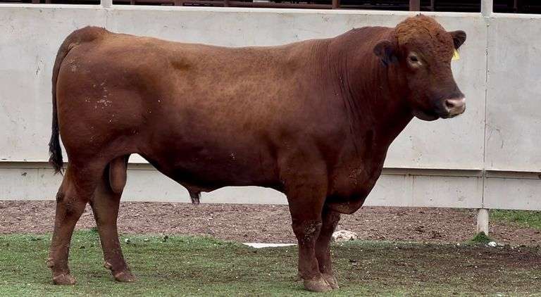 Red Angus Bull