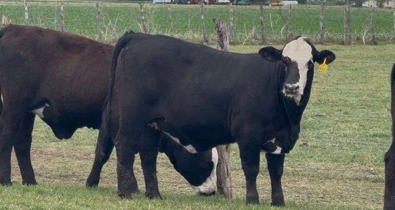 Black White Heifer