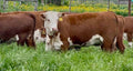 Hereford Bull
