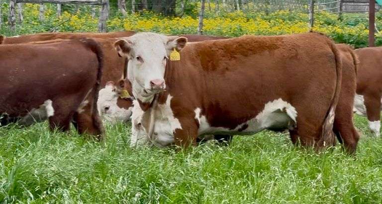 Hereford Bull