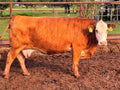 Tigerstripe Heifer