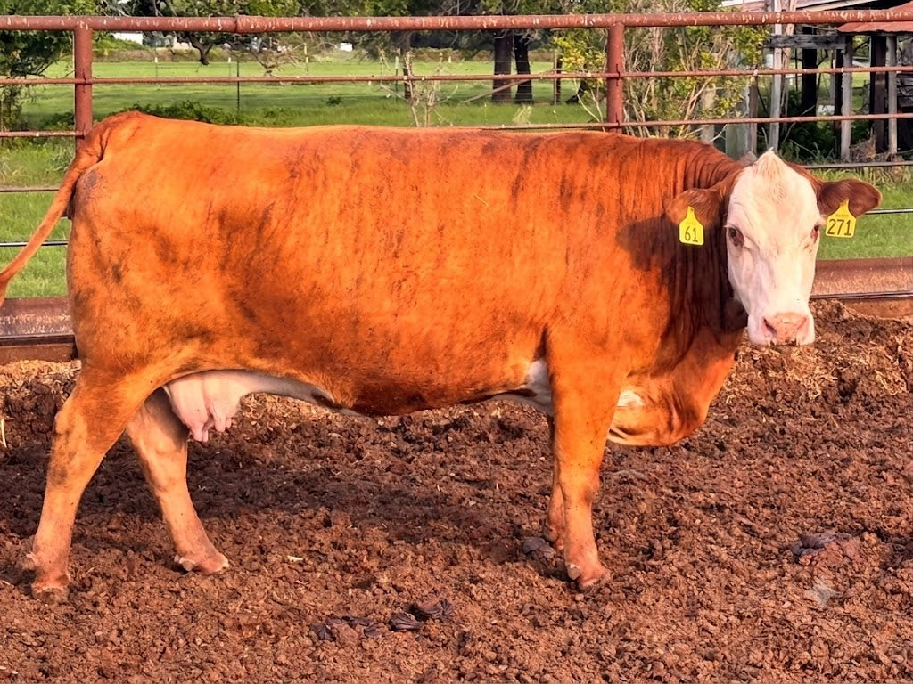 Tigerstripe Heifer
