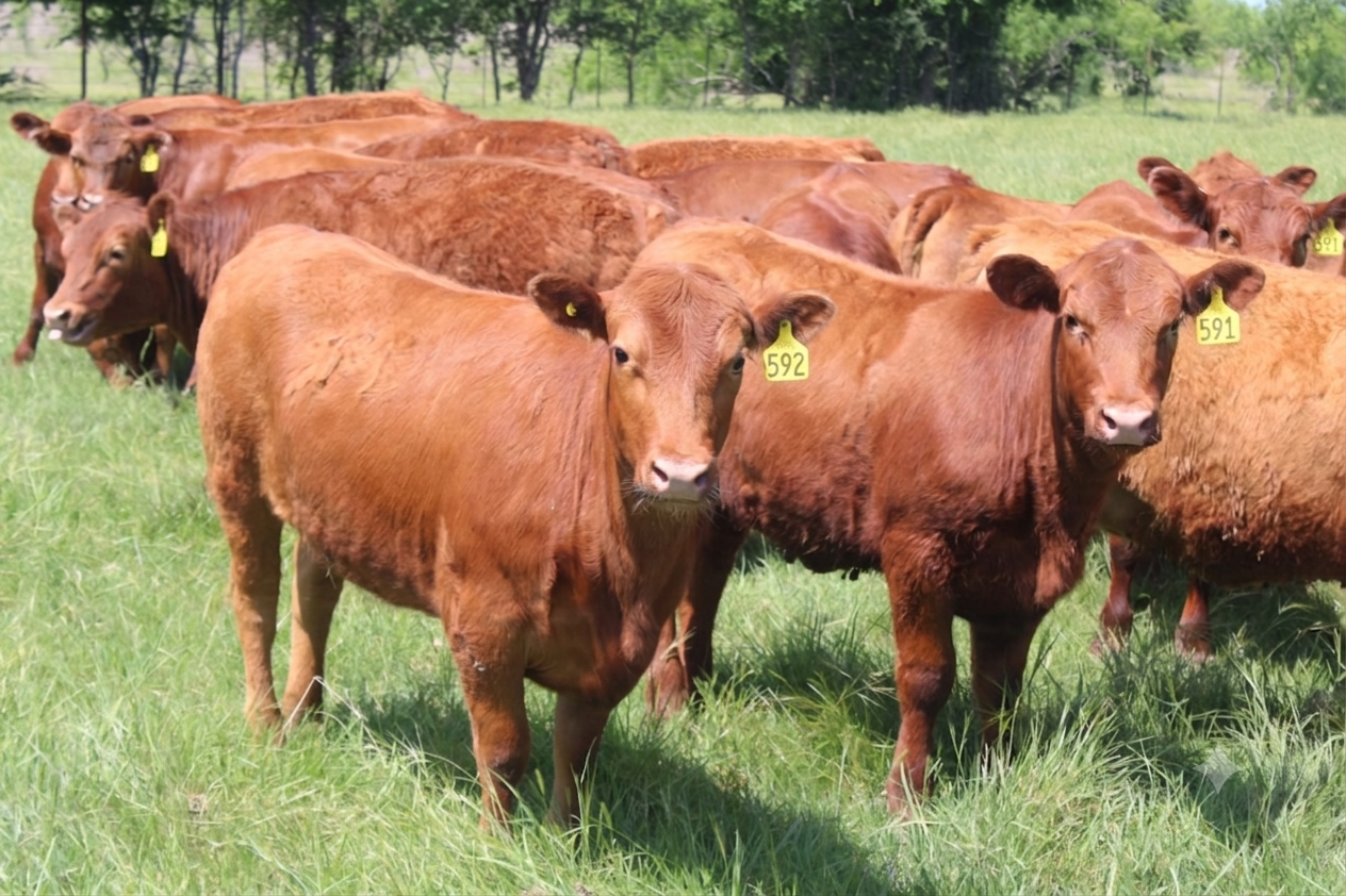 Red Angus Heifer