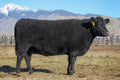 Black Angus Heifer